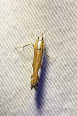 Catoptria latiradiellus