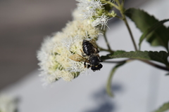 Austroeupatorium inulifolium