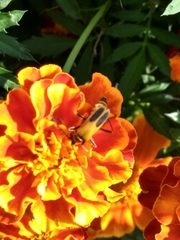 Chauliognathus pensylvanicus