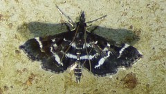 Diasemiodes janassialis