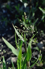 Dichanthelium scribnerianum