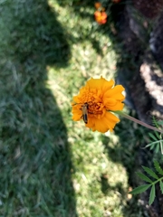 Chauliognathus pensylvanicus