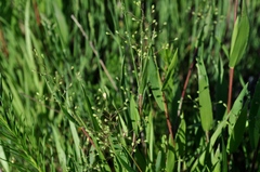 Dichanthelium scribnerianum