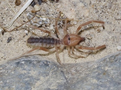 Eremobates kraepelini