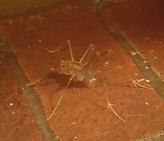 Euhadenoecus puteanus