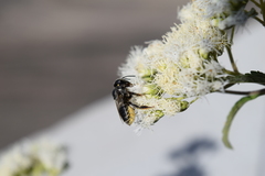 Austroeupatorium inulifolium