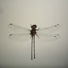 Macrothemis heteronycha