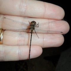 Macrothemis heteronycha