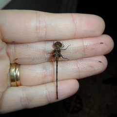 Macrothemis heteronycha