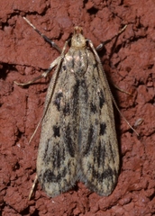 Martyringa latipennis