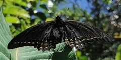 Papilio menatius morelius