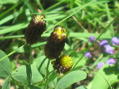 Trifolium spadiceum