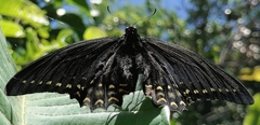 Papilio menatius morelius