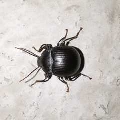 Accanthopus velikensis