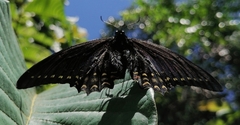 Papilio menatius morelius