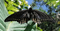 Papilio menatius morelius