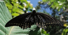 Papilio menatius morelius