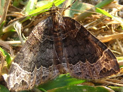 Ecliptopera umbrosaria