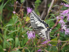 Papilio machaon hippocrates