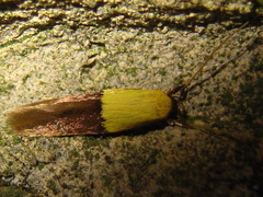 Opogona nipponica