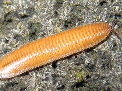 Polyzoniida