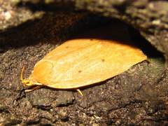 Scythropiodes malivora