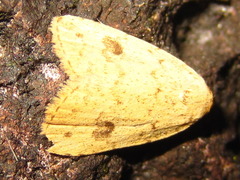 Anachrostis nigripunctalis