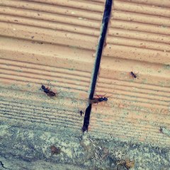 Camponotus