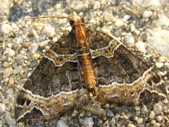 Ecliptopera umbrosaria