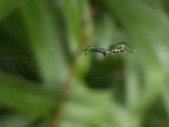 Araneae