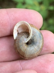 Webbhelix multilineata