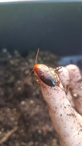 Broad Wood Cockroach photo 5
