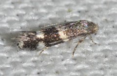 Elachista illectella