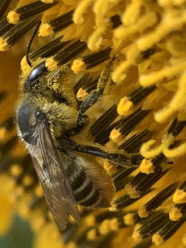Western Leafcutter Bee photo 6