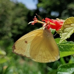 Aphrissa statira statira