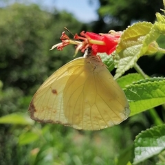 Aphrissa statira statira