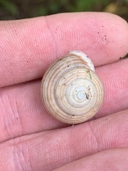 Webbhelix multilineata