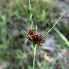 Rhynchospora microcephala