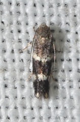 Elachista illectella