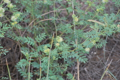 Desmanthus cooleyi