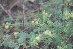 Desmanthus cooleyi