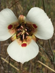 Calochortus vestae