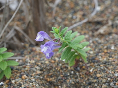 Scutellaria strigillosa