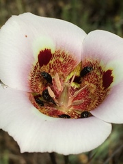 Calochortus vestae