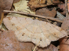 Chiasmia brongusaria