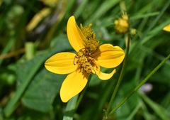 Ochraethes pollinosus