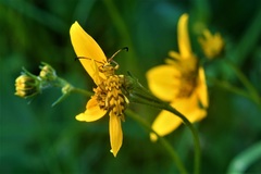 Ochraethes pollinosus