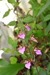 Rhynchostele bictoniensis