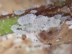 Phenacoccus solenopsis