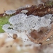 Cotton Mealybug - Photo (c) J. Refugio Lomeli Flores, some rights reserved (CC BY-NC), uploaded by J. Refugio Lomeli Flores